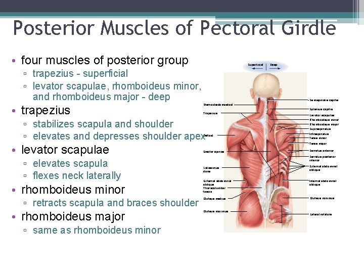 Posterior Muscles of Pectoral Girdle • four muscles of posterior group . Superficial ▫