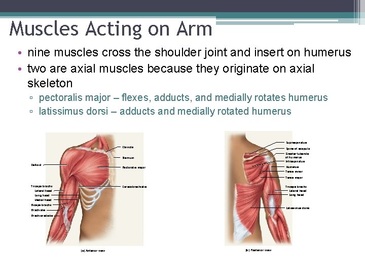Muscles Acting on Arm • nine muscles cross the shoulder joint and insert on