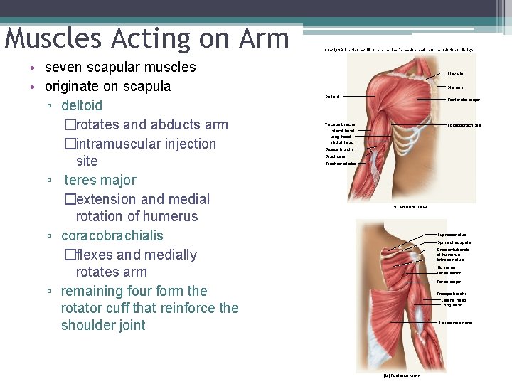 Muscles Acting on Arm • seven scapular muscles • originate on scapula ▫ deltoid