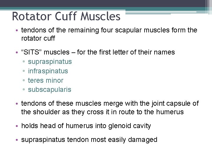 Rotator Cuff Muscles • tendons of the remaining four scapular muscles form the rotator