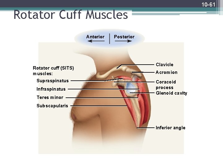 10 -61 Rotator Cuff Muscles Anterior Rotator cuff (SITS) muscles: Supraspinatus Infraspinatus Teres minor