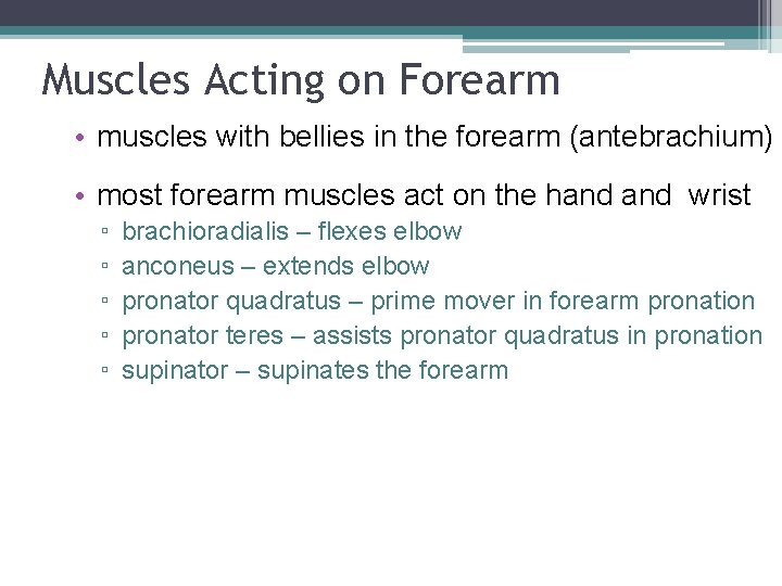 Muscles Acting on Forearm • muscles with bellies in the forearm (antebrachium) • most