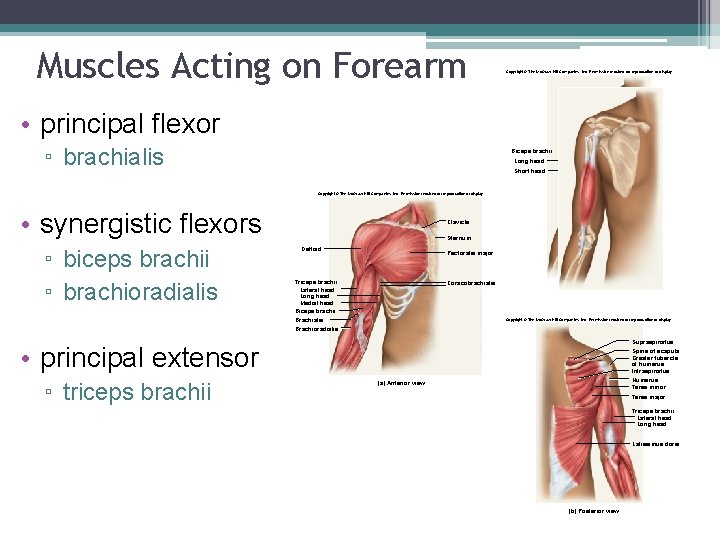 Muscles Acting on Forearm Copyright © The Mc. Graw-Hill Companies, Inc. Permission required for