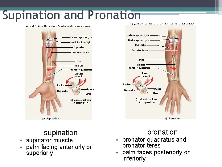 Supination and Pronation Copyright © The Mc. Graw-Hill Companies, Inc. Permission required for reproduction