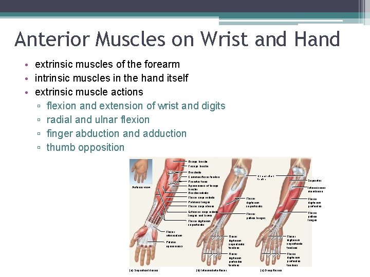 Anterior Muscles on Wrist and Hand • extrinsic muscles of the forearm • intrinsic