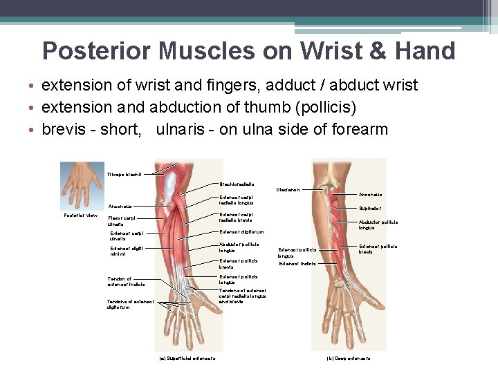 Posterior Muscles on Wrist & Hand • extension of wrist and fingers, adduct /