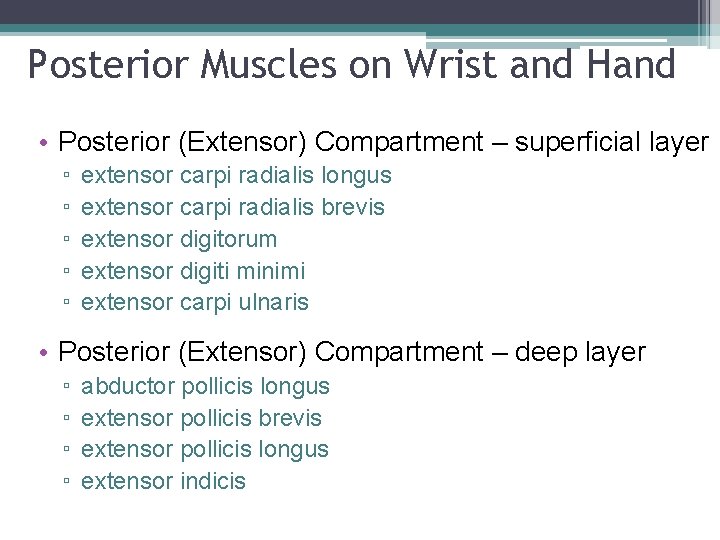 Posterior Muscles on Wrist and Hand • Posterior (Extensor) Compartment – superficial layer ▫