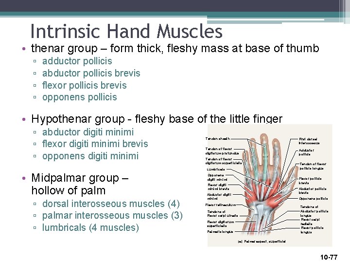 Intrinsic Hand Muscles • thenar group – form thick, fleshy mass at base of