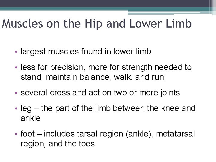 Muscles on the Hip and Lower Limb • largest muscles found in lower limb