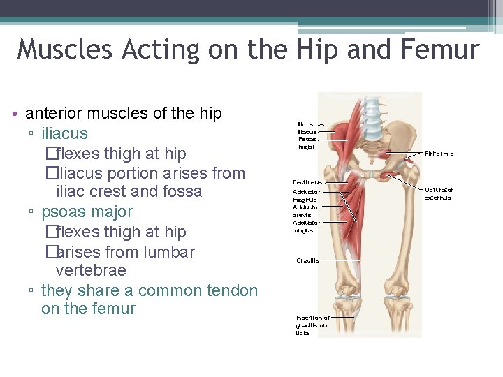 Muscles Acting on the Hip and Femur. • anterior muscles of the hip ▫