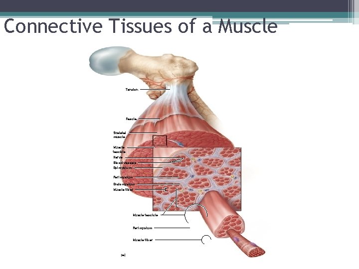 Connective Tissues of a Muscle Tendon Fascia Skeletal muscle Muscle fascicle Nerve Blood vessels