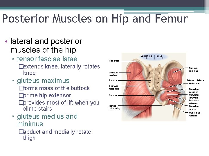 Posterior Muscles on Hip and Femur • lateral and posterior muscles of the hip