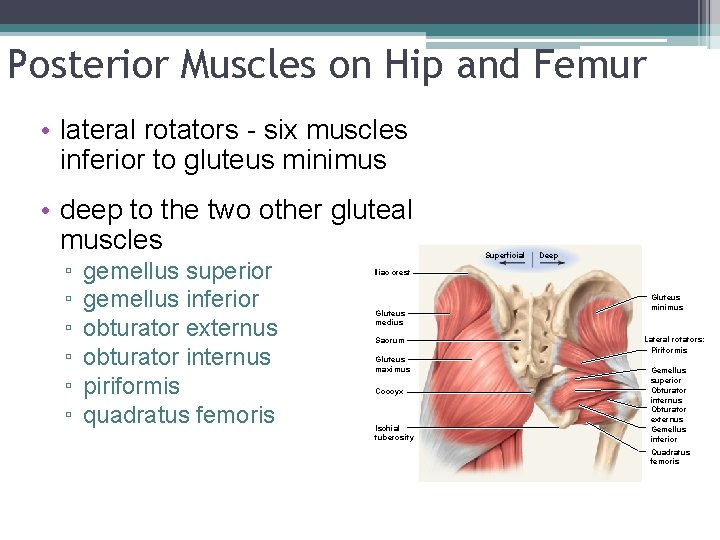 Posterior Muscles on Hip and Femur • lateral rotators - six muscles inferior to