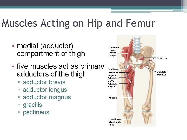 Muscles Acting on Hip and Femur. • medial (adductor) compartment of thigh • five