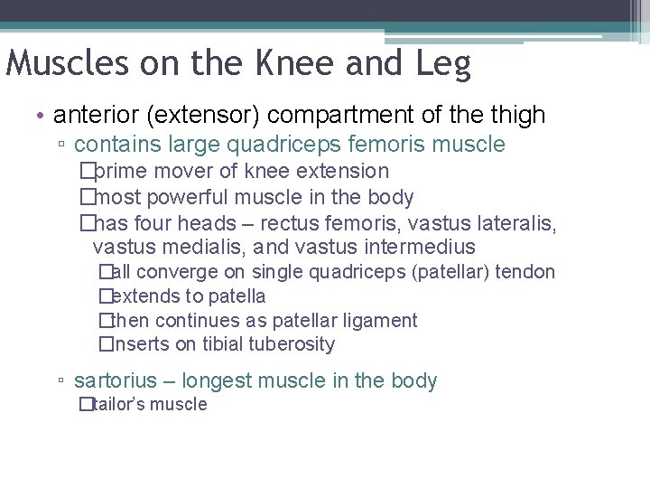 Muscles on the Knee and Leg • anterior (extensor) compartment of the thigh ▫