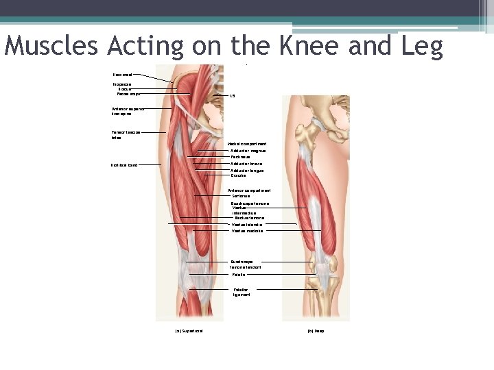 Muscles Acting on the Knee and Leg. Iliac crest Iliopsoas: Iliacus Psoas major L