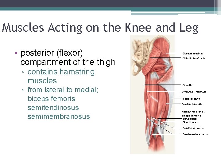 Muscles Acting on the Knee and Leg • posterior (flexor) compartment of the thigh