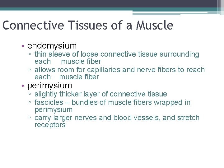 Connective Tissues of a Muscle • endomysium ▫ thin sleeve of loose connective tissue