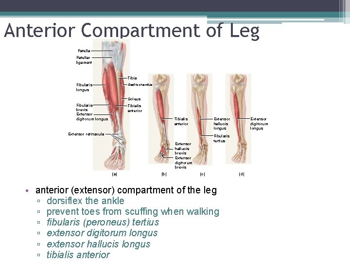 Anterior Compartment of Leg. Patellar ligament Tibia Gastrocnemius Fibularis longus Soleus Fibularis brevis Extensor