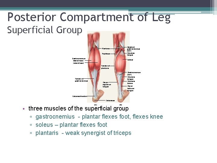 Posterior Compartment of Leg Superficial Group . Heads of gastrocnemius (cut) Fibularis longus Plantaris