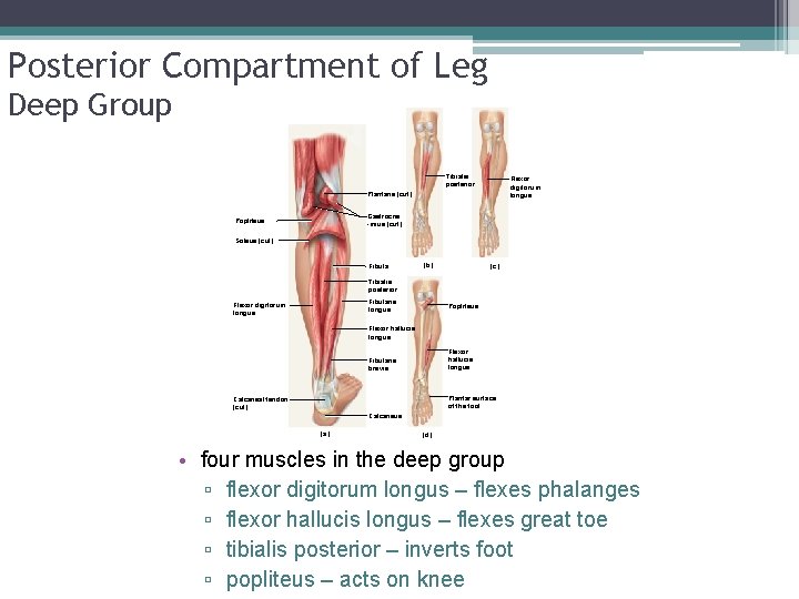 Posterior Compartment of Leg Deep Group Tibialis posterior Flexor digitorum longus Plantaris (cut) Gastrocne