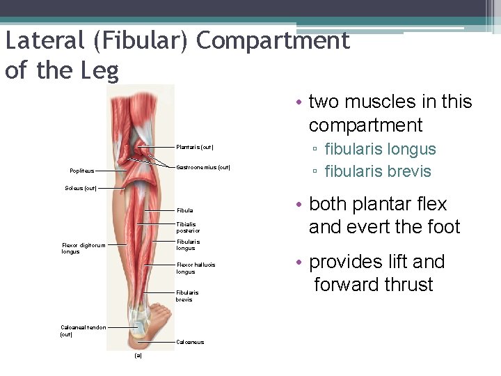 Lateral (Fibular) Compartment of the Leg • two muscles in this compartment Plantaris (cut)