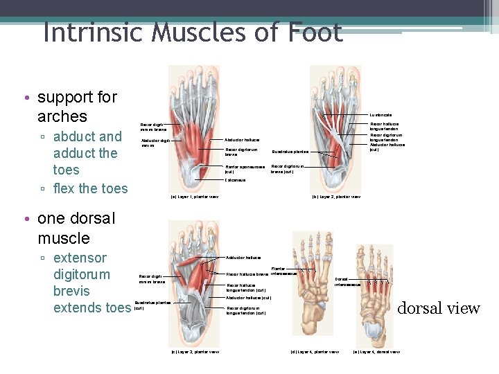 Intrinsic Muscles of Foot. • support for arches ▫ abduct and adduct the toes