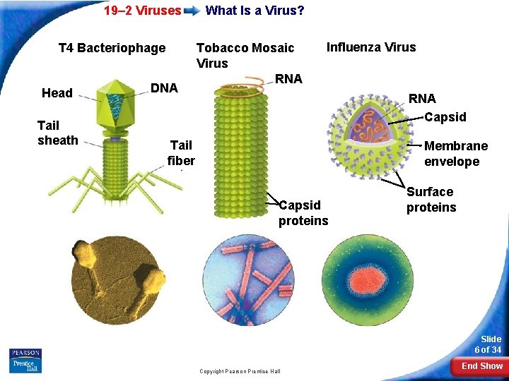 Biology Slide 1 of 34 Copyright Pearson Prentice