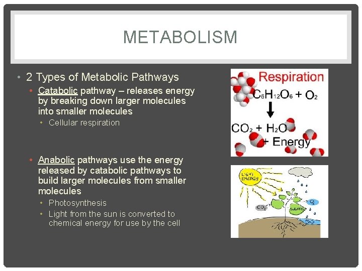 CHAPTER 8 CELLULAR ENERGY SECTION 1 HOW ORGANISMS