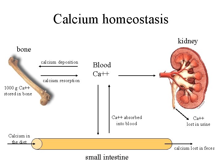 Calcium homeostasis kidney bone calcium deposition calcium resorption Blood Ca++ 1000 g Ca++ stored