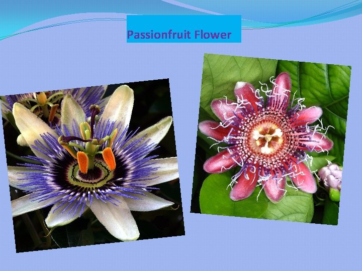 Passionfruit Flower 