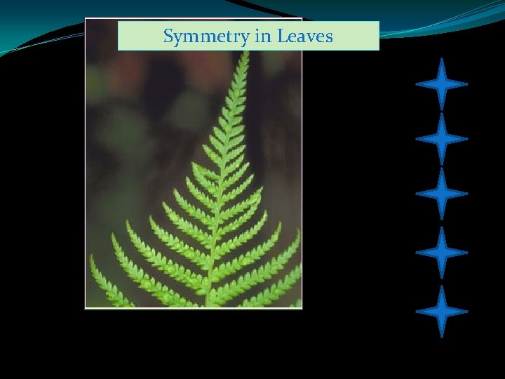 Symmetry in Leaves 