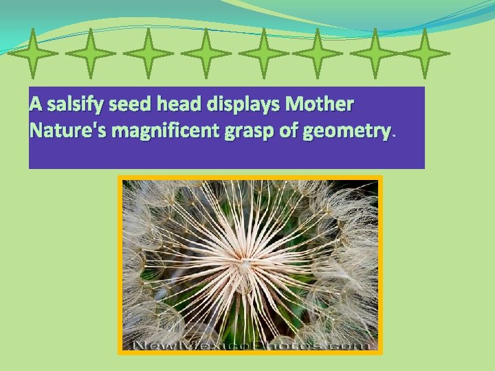 A salsify seed head displays Mother Nature's magnificent grasp of geometry 