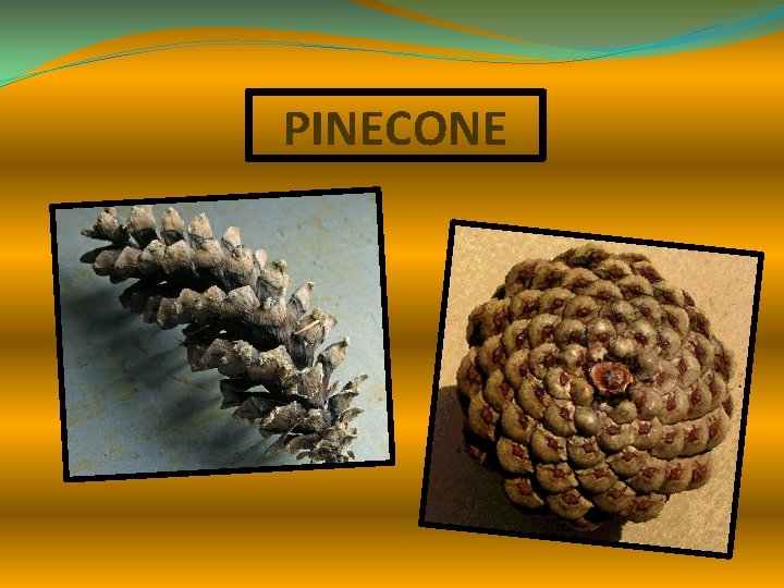 PINECONE 