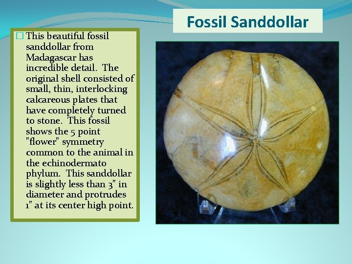 � This beautiful fossil sanddollar from Madagascar has incredible detail. The original shell consisted