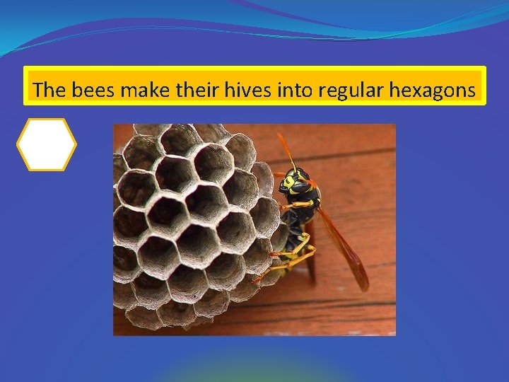 The bees make their hives into regular hexagons 