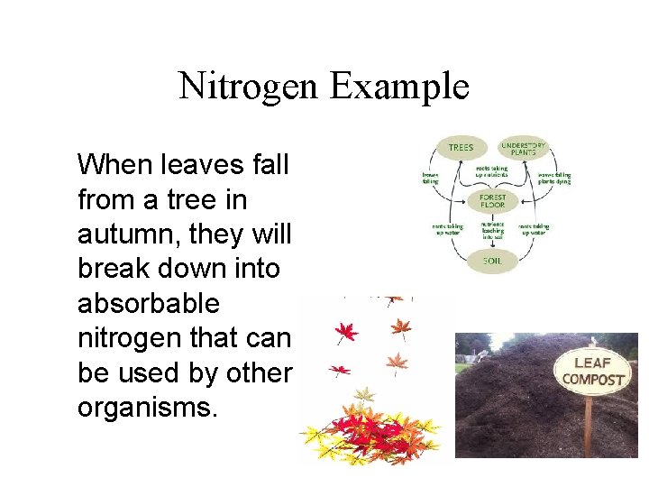 Nitrogen Example When leaves fall from a tree in autumn, they will break down