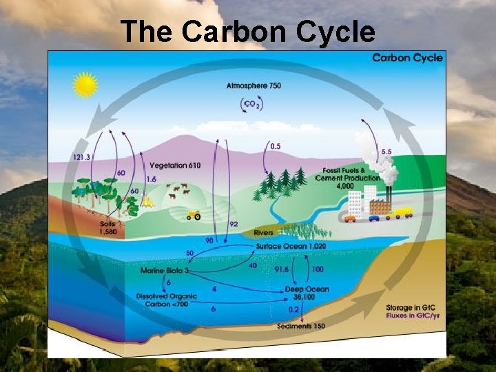 The Carbon Cycle 