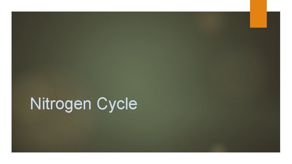 Nitrogen Cycle 