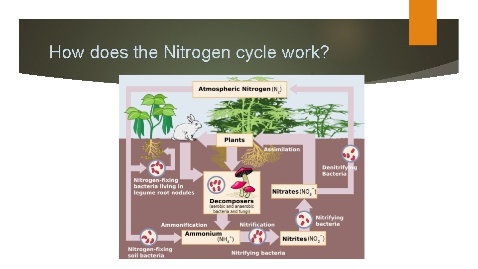 How does the Nitrogen cycle work? 