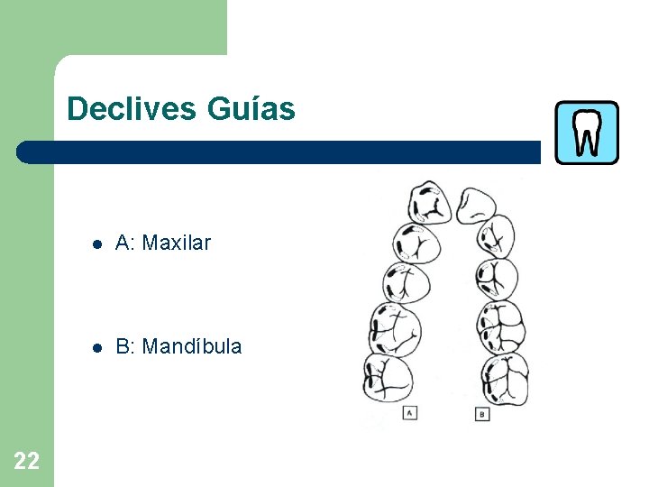 Declives Guías 22 l A: Maxilar l B: Mandíbula 