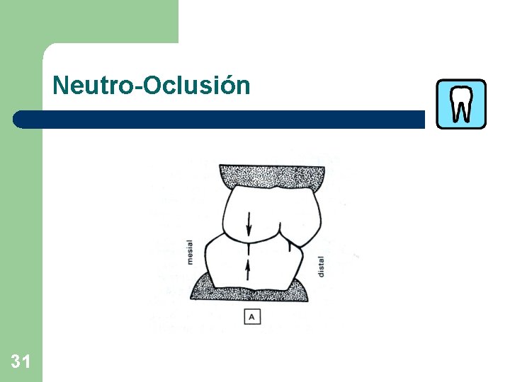 Neutro-Oclusión 31 