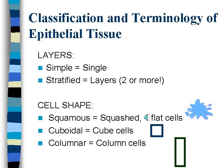 Classification and Terminology of Epithelial Tissue LAYERS: n Simple = Single n Stratified =