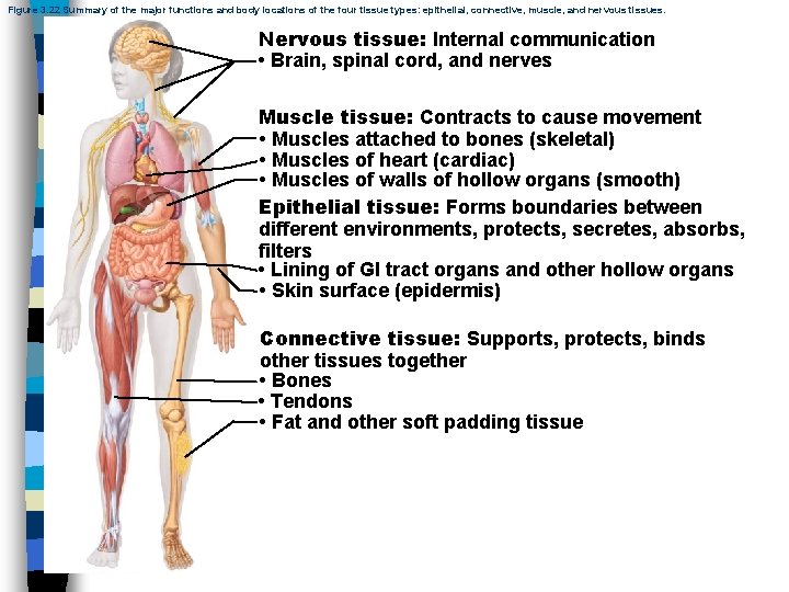 Figure 3. 22 Summary of the major functions and body locations of the four