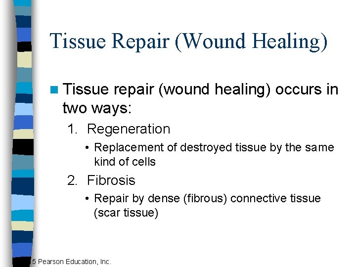 Tissue Repair (Wound Healing) n Tissue repair (wound healing) occurs in two ways: 1.