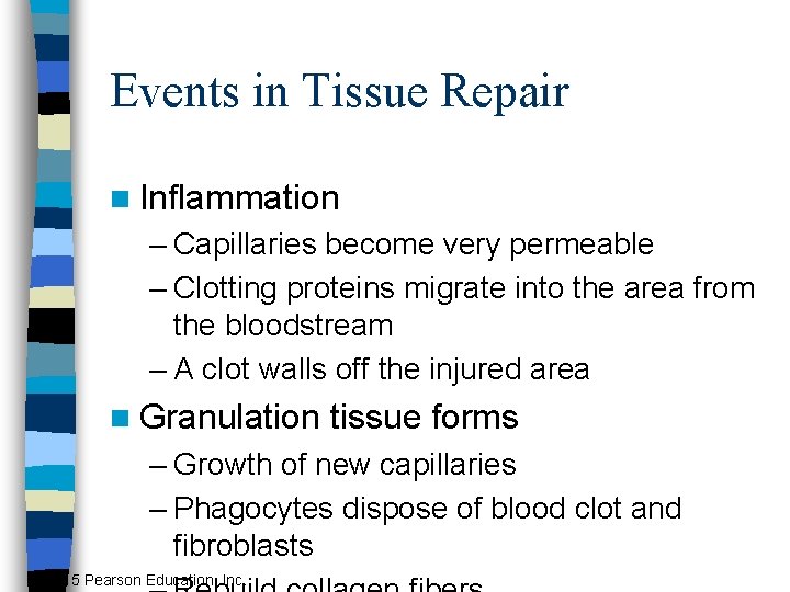 Events in Tissue Repair n Inflammation – Capillaries become very permeable – Clotting proteins