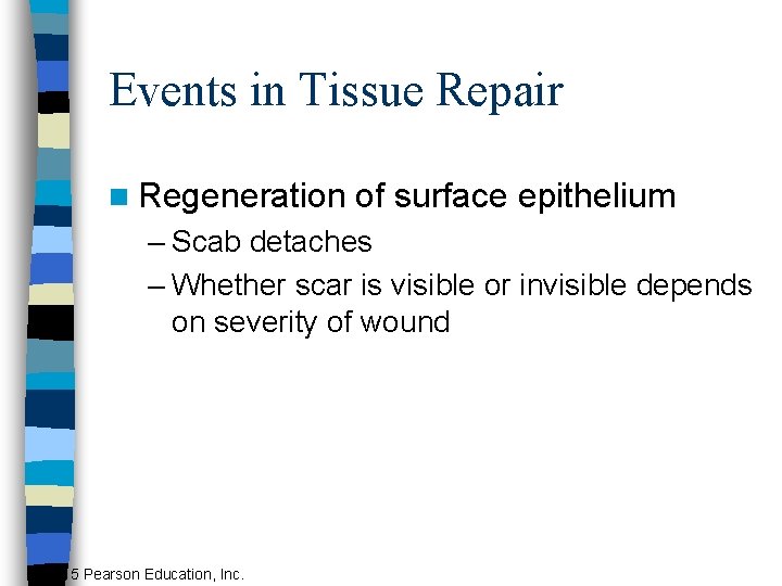 Events in Tissue Repair n Regeneration of surface epithelium – Scab detaches – Whether