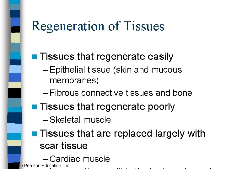 Regeneration of Tissues n Tissues that regenerate easily – Epithelial tissue (skin and mucous