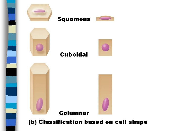Squamous Cuboidal Columnar (b) Classification based on cell shape 