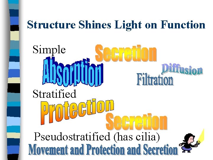 Structure Shines Light on Function Simple Stratified Pseudostratified (has cilia) 